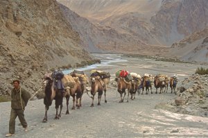 La caravane des chameaux dans la vallée de la rivière Yarkand