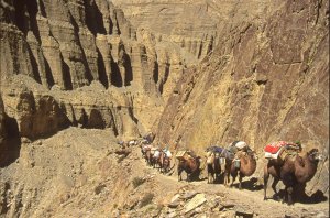 La caravane des chameaux dans les gorges de la rivière Surukwat