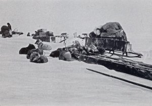 Les traîneaux prêts pour les dernières étapes avant le Pôle Sud.