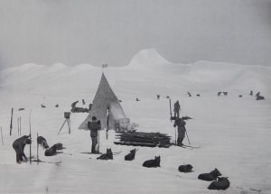 Le premier camp des chiens à Framheim - Février 1911.